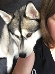 Should we adopt a Husky?