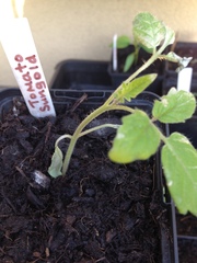 Allotment/Veg patch thread 11 'We bid  farewell to rainbow leaves but will keep plotting along'