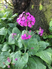 Plant identification please