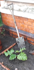 Gardening & Growing with the kids....