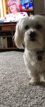 What a beautiful dog!