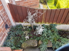 The lass who neglected a cactus is no more...