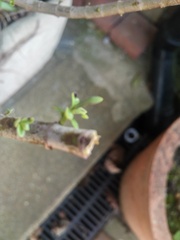 Can I prune and transplant lavender now?