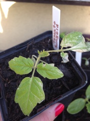 Allotment/Veg patch thread 11 'We bid  farewell to rainbow leaves but will keep plotting along'