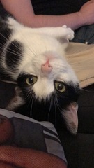 Rescue cat scratching kids