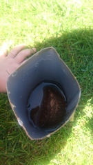 Mumsnet users review innocent’s at home growing kits