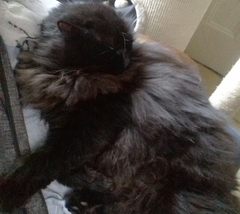 I've been to a cat show and now I'm a bit depressed