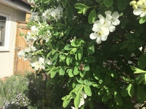 Help with tree/shrub id please