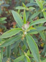Can you identify this?