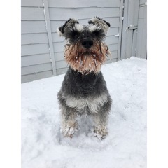 Help me choose a breed