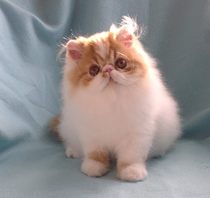 Show and tell!