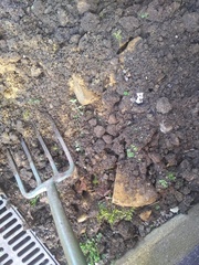 Can I prune and transplant lavender now?