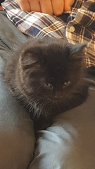 New Battersea kittens have arrived with pictures.