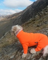 Poor dog constantly being washed and ending up damp - are equafleeces the way to go?