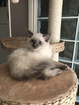 Kitten games