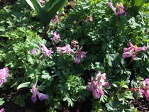 Flower or weed on allotment. Plant ID help