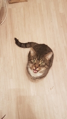 I've been to a cat show and now I'm a bit depressed