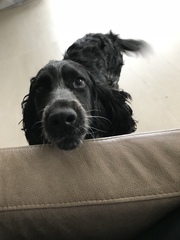 Never thought I’d love a dog like this