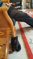 New Battersea kittens have arrived with pictures.