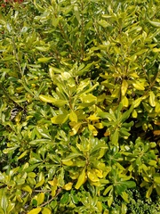 Plant ID please, before I inadvertently kill it...