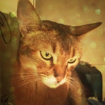 Show me your cats!