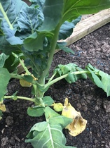 Allotment/Veg patch thread 11 'We bid  farewell to rainbow leaves but will keep plotting along'