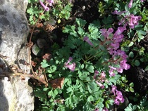 Flower or weed on allotment. Plant ID help
