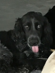 Never thought I’d love a dog like this