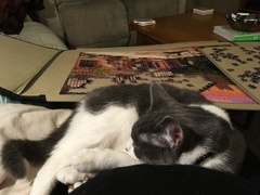 In a Controlling Relationship with DCat