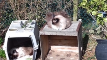 Show me your cats!