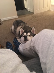 Should we adopt a Husky?