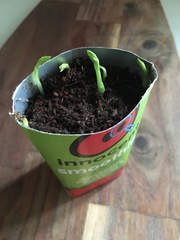 Mumsnet users review innocent’s at home growing kits
