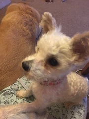 BEST DOGGY DNA TEST?