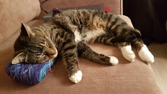 I've been to a cat show and now I'm a bit depressed
