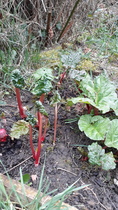 Allotment/Veg patch thread 11 'We bid  farewell to rainbow leaves but will keep plotting along'