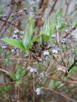 Does anyone know what this is?