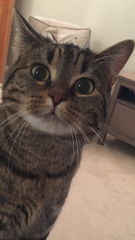 I've been to a cat show and now I'm a bit depressed