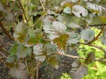 Does anyone know what these are?