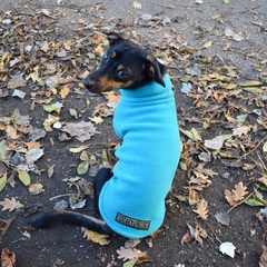 What a beautiful dog!