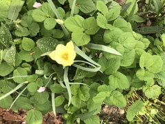 Another 2 plant IDs - yellow flower