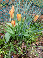 Tulips and cats