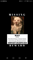 Missing Clumber Spaniel, please share, bring Max home!