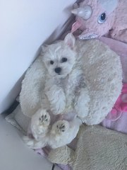 Small Dog suggestions? Looking for a new family member