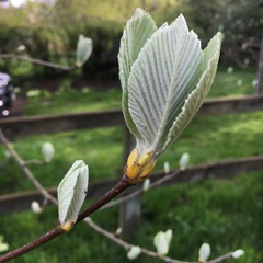 Another tree ID please