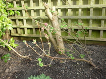Shrub ID please