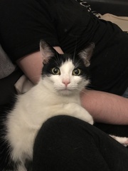 Rescue cat scratching kids