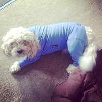 Poor dog constantly being washed and ending up damp - are equafleeces the way to go?
