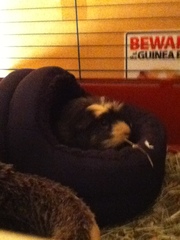 New to Guinea Pigs. What do i need to know?