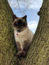 I've been to a cat show and now I'm a bit depressed