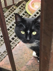 What's your DCat up to today? Episode 6, Return of the... Cats?